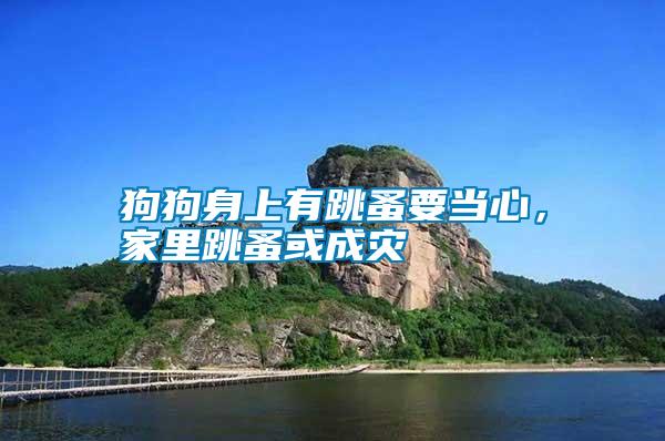 狗狗身上有跳蚤要當(dāng)心,家里跳蚤或成災(zāi)