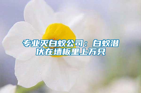 專業(yè)滅白蟻公司:白蟻潛伏在墻板里上萬(wàn)只