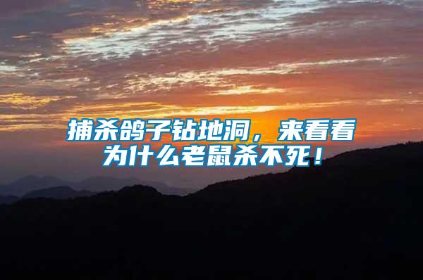 捕殺鴿子鉆地洞，來(lái)看看為什么老鼠殺不死！