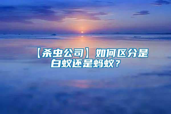 【殺蟲公司】如何區(qū)分是白蟻還是螞蟻？