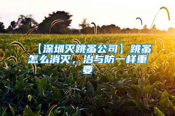 【深圳滅跳蚤公司】跳蚤怎么消滅，治與防一樣重要