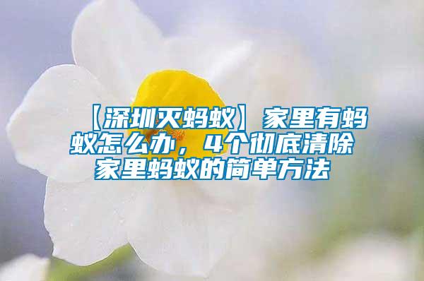 【深圳滅螞蟻】家里有螞蟻怎么辦,4個徹底清除家里螞蟻的簡單方法