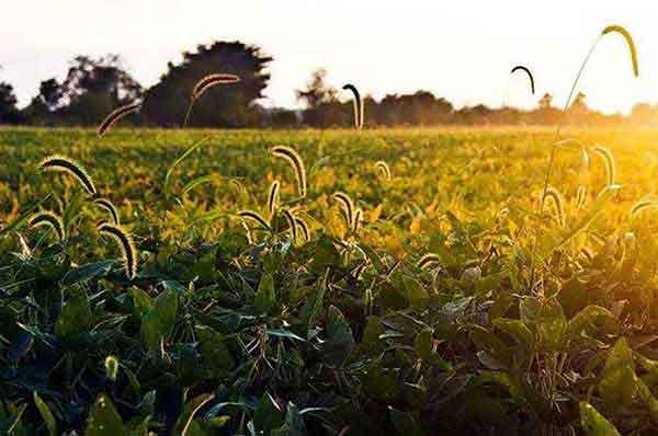 深圳殺蟑螂公司對(duì)蟑螂的調(diào)查(一)