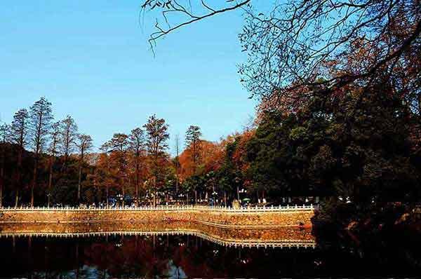 西麗殺蟲公司-西麗除蟲公司-西麗，殺蟑螂，殺白蟻，除四害公司