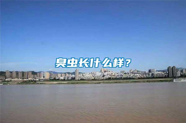 臭蟲長(zhǎng)什么樣？