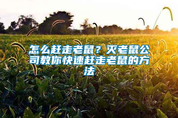 怎么趕走老鼠？滅老鼠公司教你快速趕走老鼠的方法