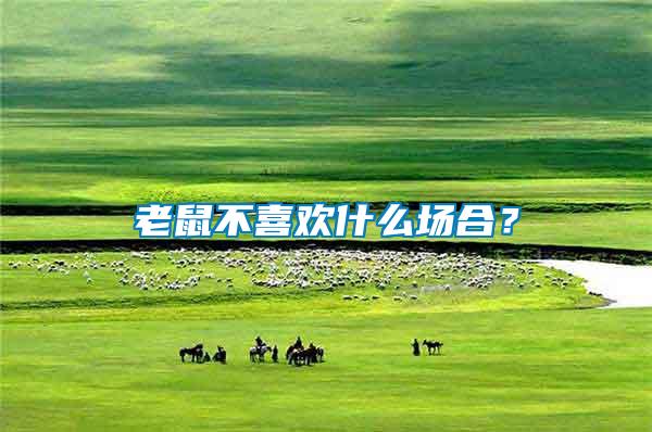 老鼠不喜歡什么場(chǎng)合?