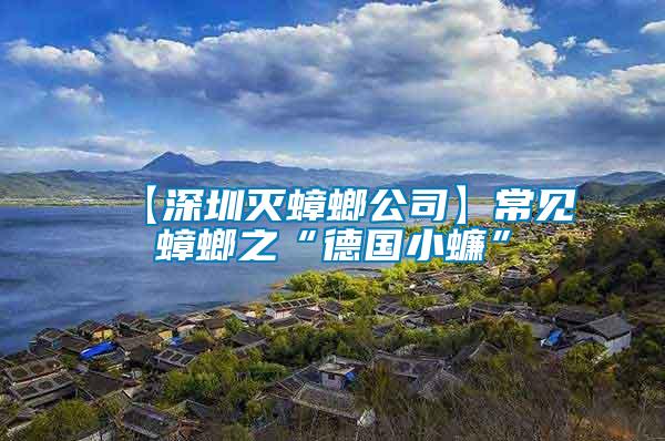 【深圳滅蟑螂公司】常見蟑螂之“德國(guó)小蠊”