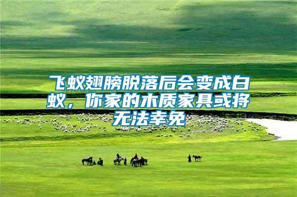 飛蟻翅膀脫落后會(huì)變成白蟻，你家的木質(zhì)家具或?qū)o法幸免