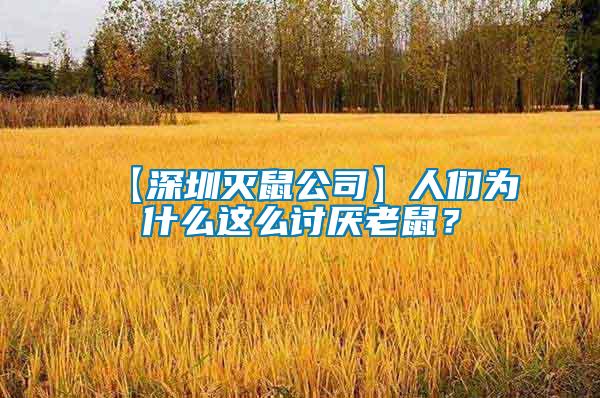【深圳滅鼠公司】人們?yōu)槭裁催@么討厭老鼠？