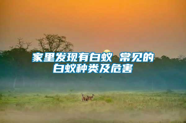 家里發(fā)現(xiàn)有白蟻 常見(jiàn)的白蟻種類及危害