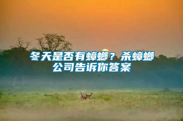 冬天是否有蟑螂？殺蟑螂公司告訴你答案