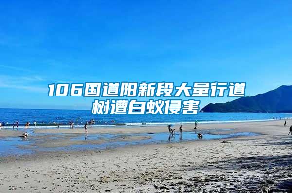 106國(guó)道陽(yáng)新段大量行道樹遭白蟻侵害