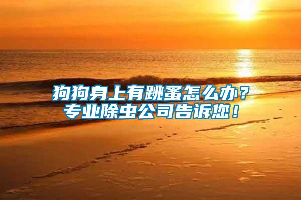 狗狗身上有跳蚤怎么辦？專業(yè)除蟲公司告訴您！