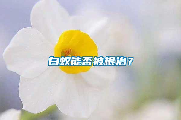 白蟻能否被根治？