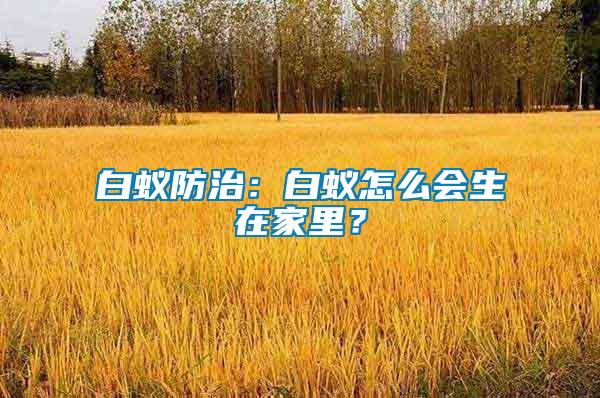 白蟻防治：白蟻怎么會生在家里？