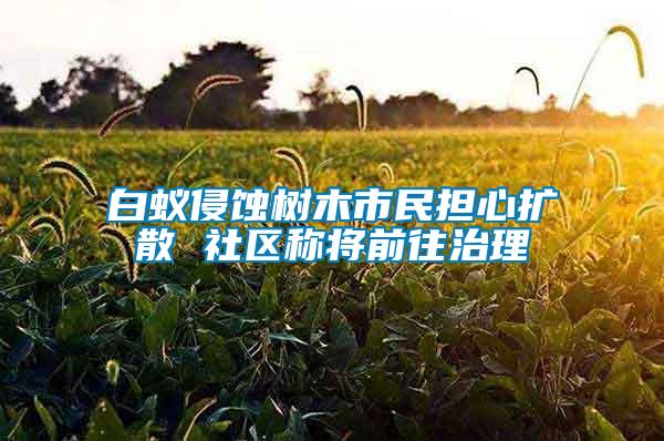 白蟻侵蝕樹木市民擔(dān)心擴散 社區(qū)稱將前往治理