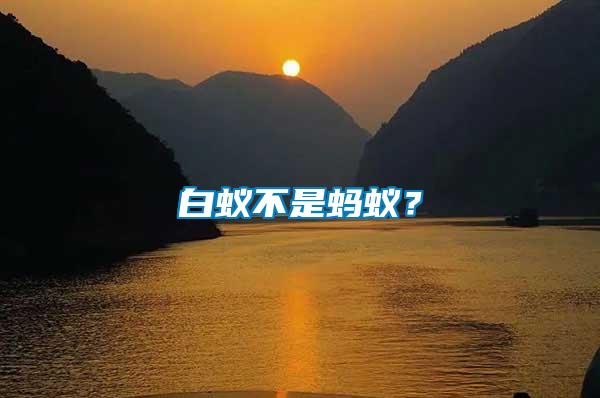 白蟻不是螞蟻？