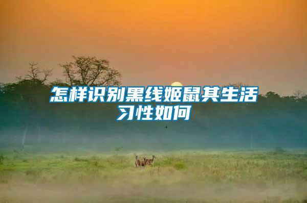 怎樣識別黑線姬鼠其生活習(xí)性如何