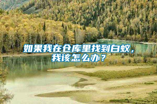 如果我在倉庫里找到白蟻，我該怎么辦？