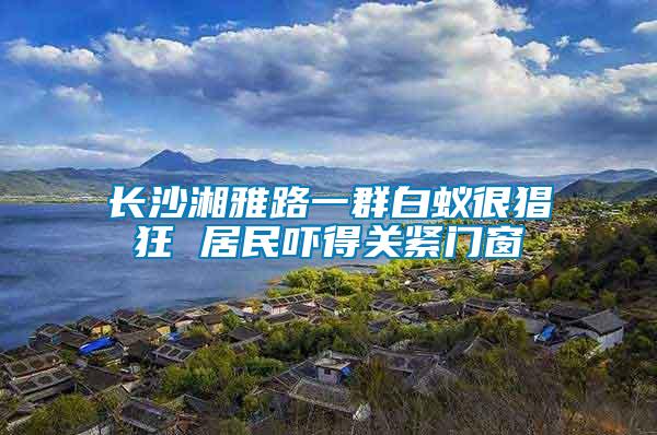 長(zhǎng)沙湘雅路一群白蟻很猖狂 居民嚇得關(guān)緊門窗