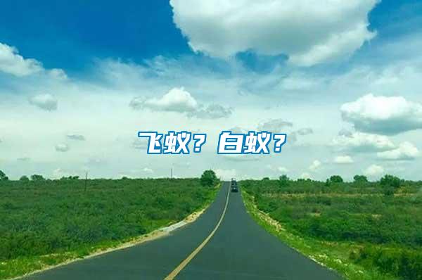 飛蟻？白蟻？