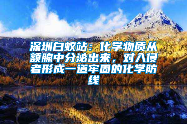 深圳白蟻站：化學(xué)物質(zhì)從額腺中分泌出來，對入侵者形成一道牢固的化學(xué)防線