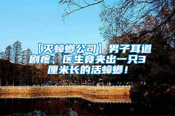 【滅蟑螂公司】男子耳道劇疼，醫(yī)生竟夾出一只3厘米長(zhǎng)的活蟑螂！