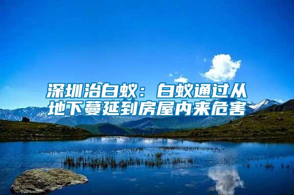 深圳治白蟻:白蟻通過(guò)從地下蔓延到房屋內(nèi)來(lái)危害