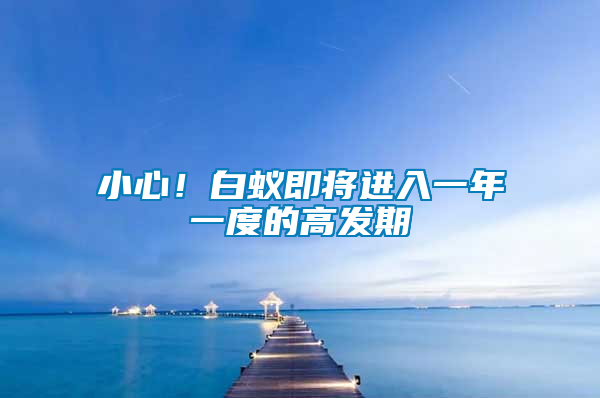 小心！白蟻即將進(jìn)入一年一度的高發(fā)期