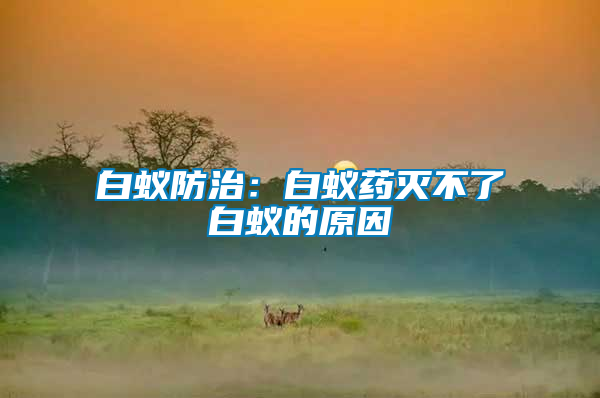 白蟻防治:白蟻藥滅不了白蟻的原因